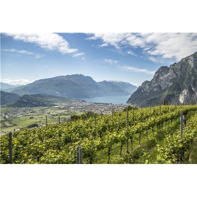 Furlet IGT Dolomiti Bianco 2018 Az.Agr. Furletti Furlet IGT Dolomiti Bianco 2018 Az.Agr. Furletti