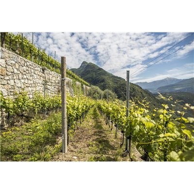 Furlet IGT Dolomiti Bianco 2018 Az.Agr. Furletti Furlet IGT Dolomiti Bianco 2018 Az.Agr. Furletti