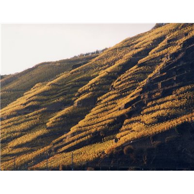 Riesling Schieferterassen 2017 Löwenstein Riesling Schieferterassen 2017 Löwenstein