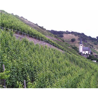 Riesling Schieferterassen 2017 Löwenstein Riesling Schieferterassen 2017 Löwenstein