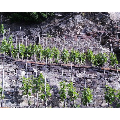 Riesling Schieferterassen 2017 Löwenstein Riesling Schieferterassen 2017 Löwenstein