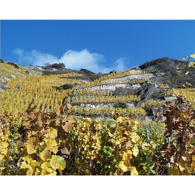 Riesling Schieferterassen 2017 Löwenstein Riesling Schieferterassen 2017 Löwenstein