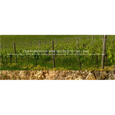 Conegliano Valdobbiadene D.O.C.G. Extradry Prosecco Superiore Millesimato - BiancaVigna Conegliano Valdobbiadene D.O.C.G. Extradry Prosecco Superiore Millesimato - BiancaVigna