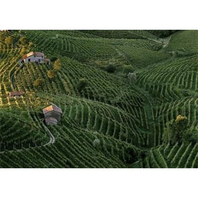 VALDOBBIADENE PROSECCO SUPERIORE DOCG EXTRA DRY - COL DE SALICI VALDOBBIADENE PROSECCO SUPERIORE DOCG EXTRA DRY - COL DE SALICI