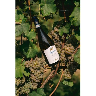 Lugana Oasi Mantellina D.O.C. 2021 - Allegrini 0,7 L. Lugana Oasi Mantellina D.O.C. 2021 - Allegrini 0,7 L.