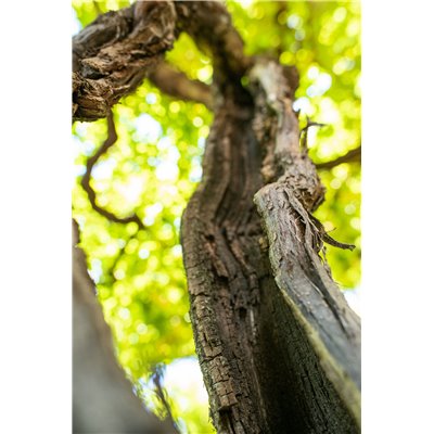 Pinot Grigio Valdadige DOC Tera Alta 2022 Roeno Pinot Grigio Valdadige DOC Tera Alta 2022 Roeno