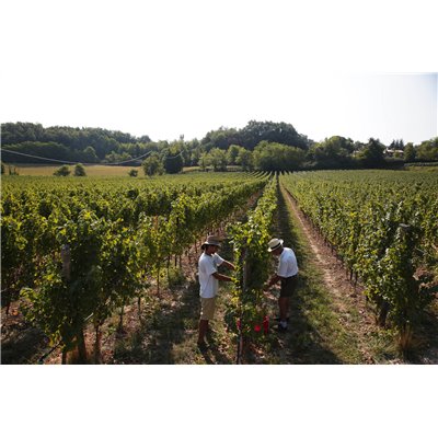 Lugana DOC 2016 Ottella