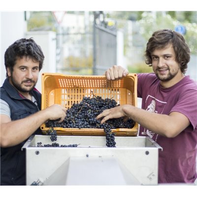 Azienda Agricola Comai - Sauvignon Blanc 2022  Doc  - 0,75 L.