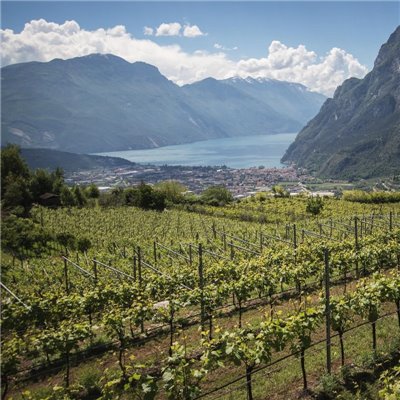 Azienda Agricola Comai - Busat Rosè 2022  IGT Rosato Vigneti delle Dolomiti - 0,75 L.