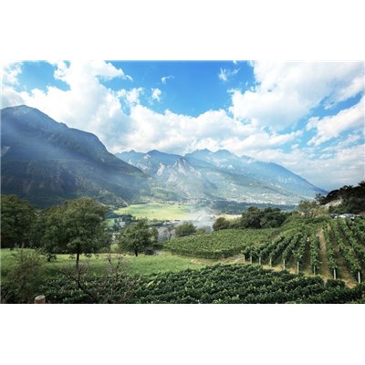 La Vrille - Fumin 2017 0,750 L. La Vrille - Fumin 2017 0,750 L.