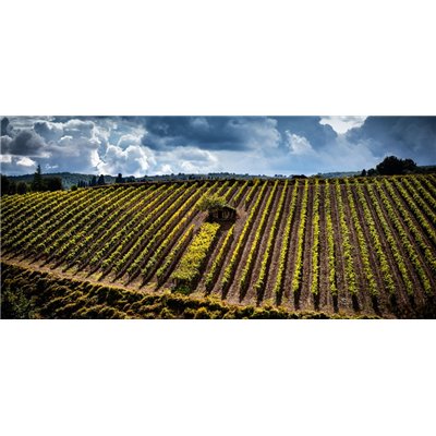 Brunello di Montalcino 2012 Conti Costanti Brunello di Montalcino 2012 Conti Costanti