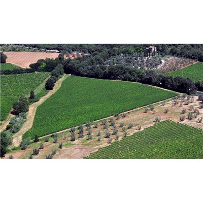 Brunello di Montalcino 2012 Talenti Brunello di Montalcino 2012 Talenti